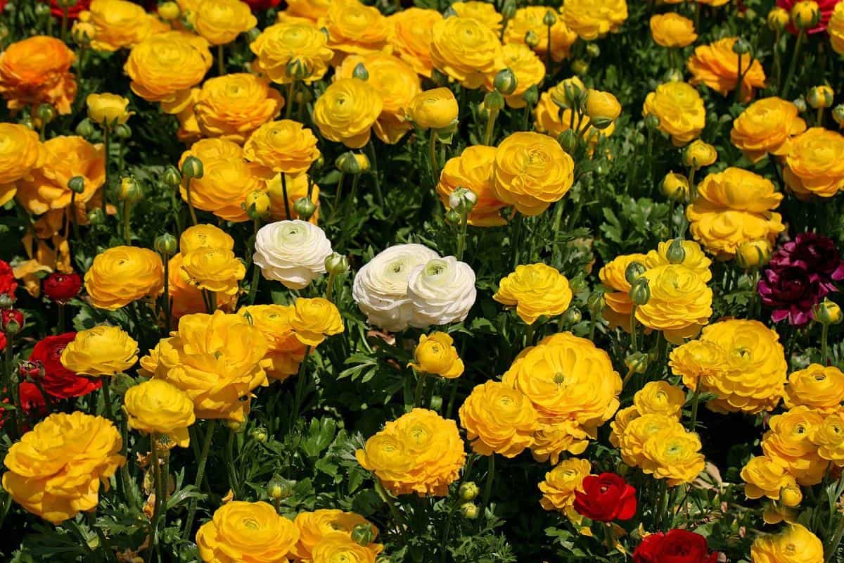 花毛茛(又称芹菜花和波期毛茛)图片