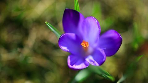 藏红花(番红花和西红花)图片
