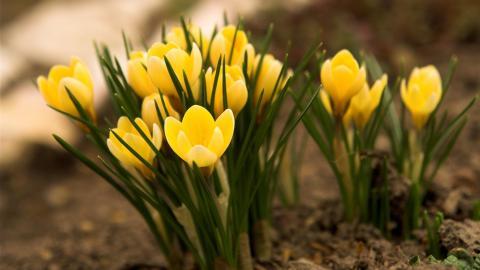 藏红花(番红花和西红花)图片
