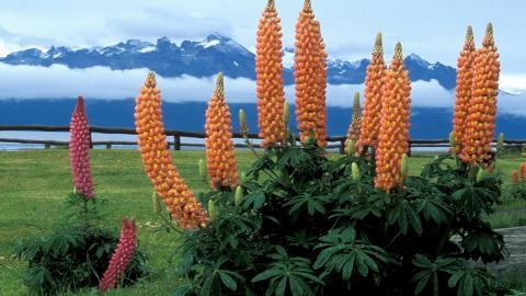 阿根廷风光图片