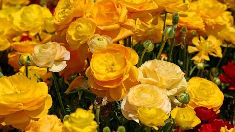 花毛茛(又称芹菜花和波期毛茛)图片