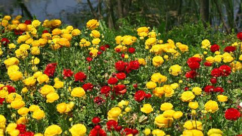 花毛茛(又称芹菜花和波期毛茛)图片