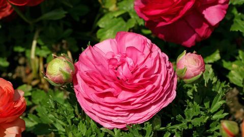 花毛茛(又称芹菜花和波期毛茛)图片