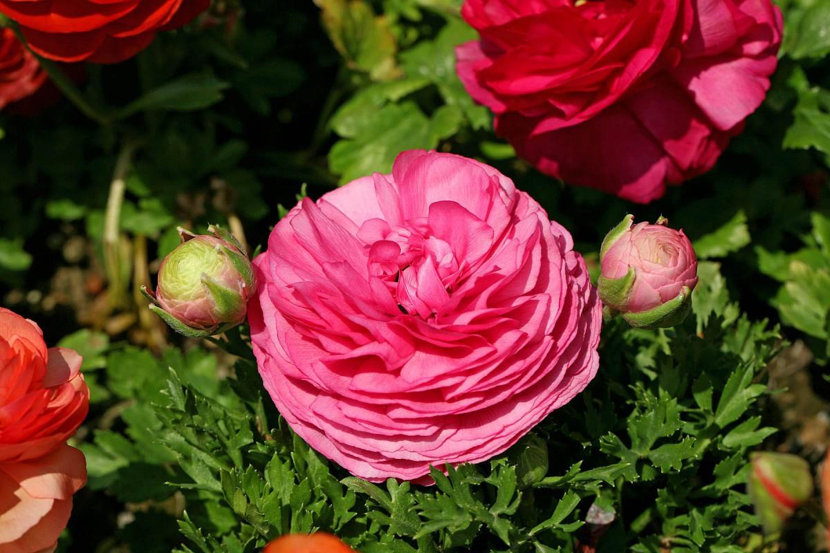 花毛茛(又称芹菜花和波期毛茛)图片