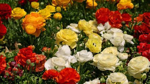 花毛茛(又称芹菜花和波期毛茛)图片