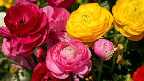 花毛茛(又称芹菜花和波期毛茛)图片