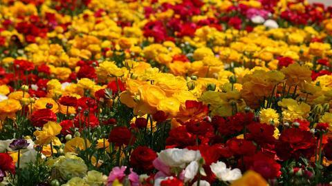 花毛茛(又称芹菜花和波期毛茛)图片