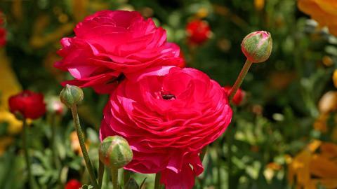 花毛茛(又称芹菜花和波期毛茛)图片