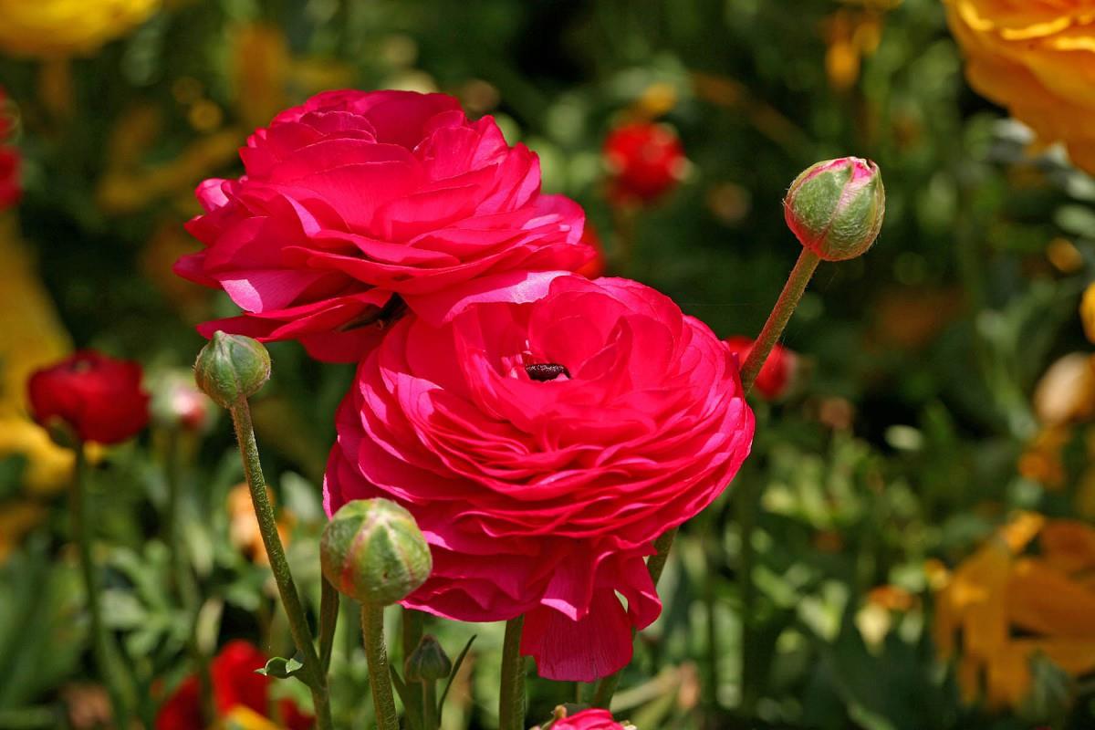 花毛茛(又称芹菜花和波期毛茛)图片