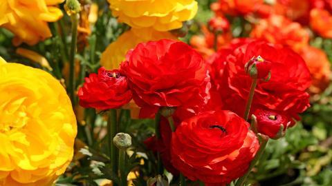 花毛茛(又称芹菜花和波期毛茛)图片