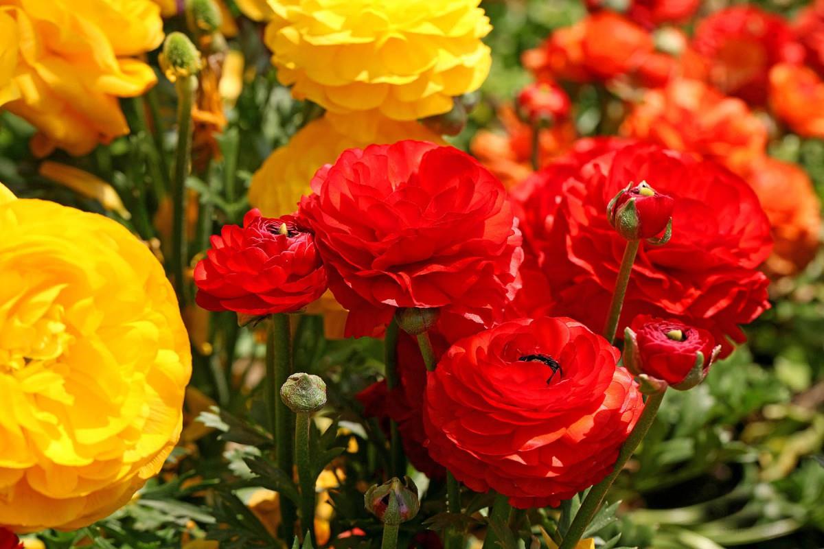 花毛茛(又称芹菜花和波期毛茛)图片