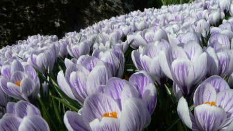 藏红花(番红花和西红花)图片