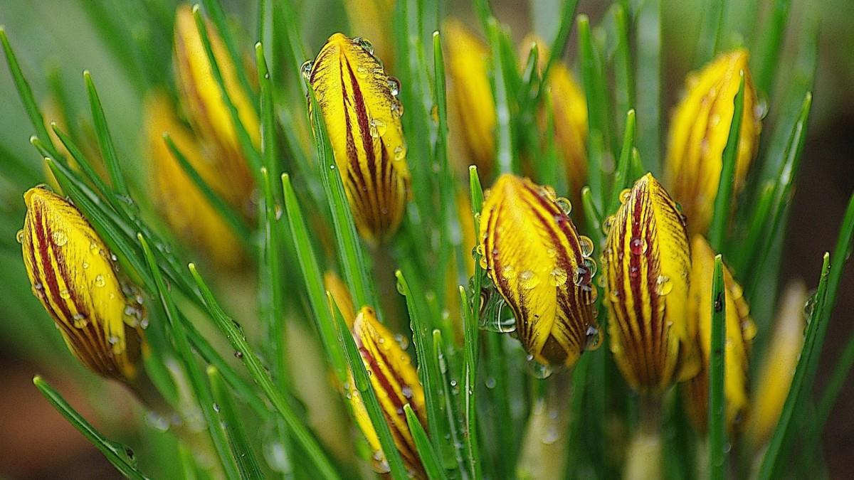 藏红花(番红花和西红花)图片