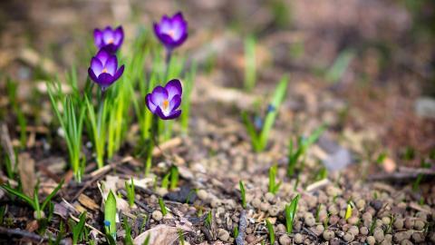 藏红花(番红花和西红花)图片