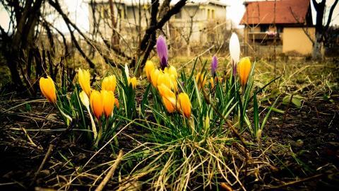 藏红花(番红花和西红花)图片