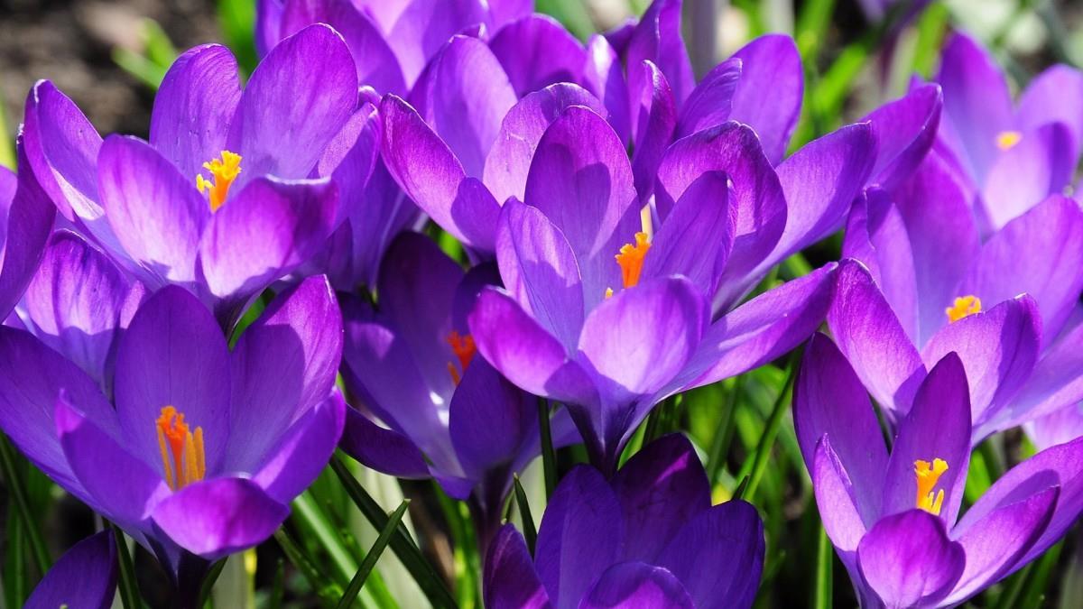 藏红花(番红花和西红花)图片