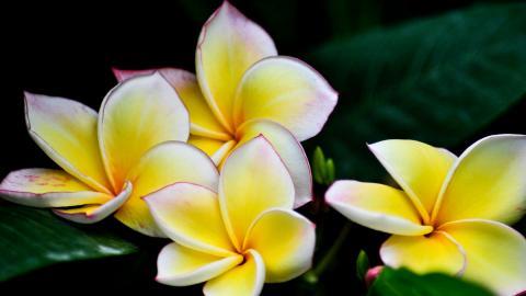 美丽的鸡蛋花高清宽屏图片