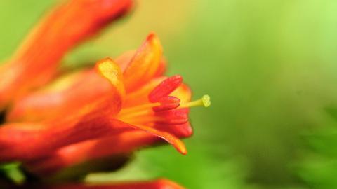 百合花(百年好合)花语图片