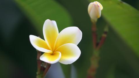 美丽的鸡蛋花高清宽屏图片