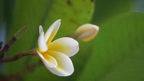 美丽的鸡蛋花高清宽屏图片