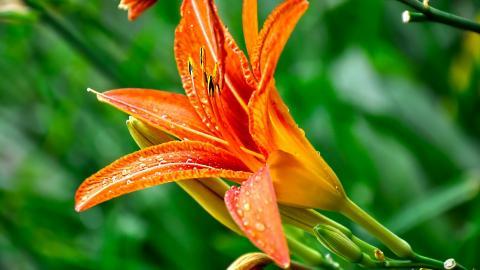 百合花(百年好合)花语图片