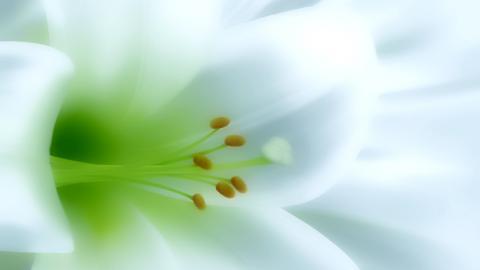 百合花(百年好合)花语图片