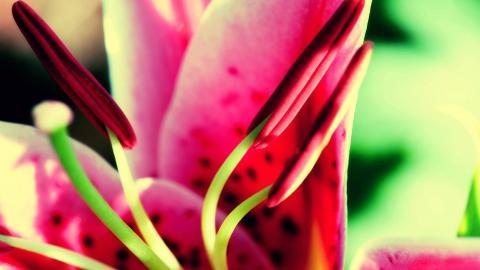 百合花(百年好合)花语图片