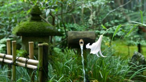 百合花(百年好合)花语图片