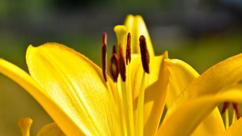 百合花(百年好合)花语图片