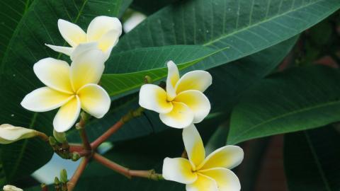 美丽的鸡蛋花高清宽屏图片