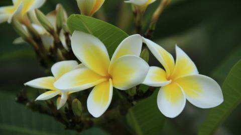 美丽的鸡蛋花高清宽屏图片