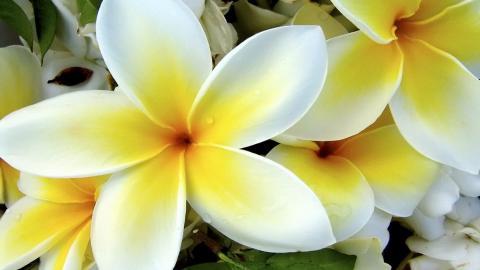 美丽的鸡蛋花高清宽屏图片