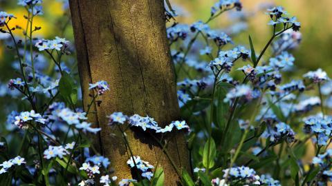 忽忘我花语图片