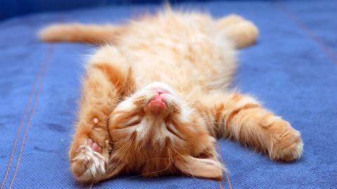 搞怪的小猫图片