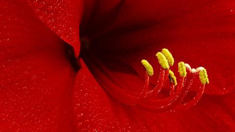 百合花(百年好合)花语图片