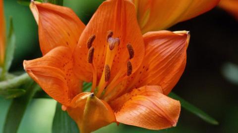 百合花(百年好合)花语图片