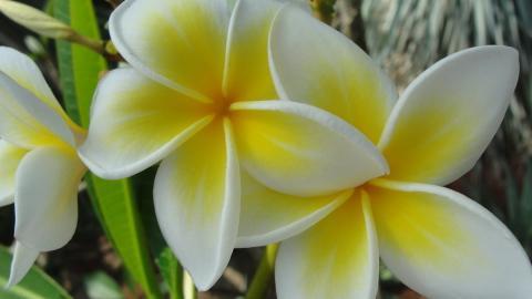 美丽的鸡蛋花高清宽屏图片