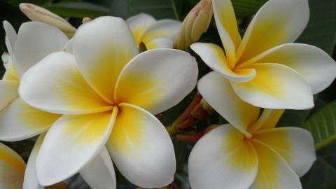 美丽的鸡蛋花高清宽屏图片