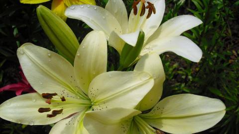 百合花(百年好合)花语图片