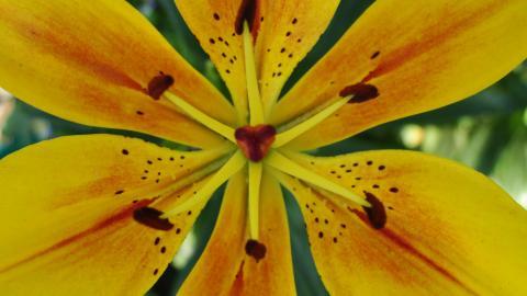 百合花(百年好合)花语图片