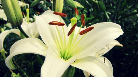 百合花(百年好合)花语图片