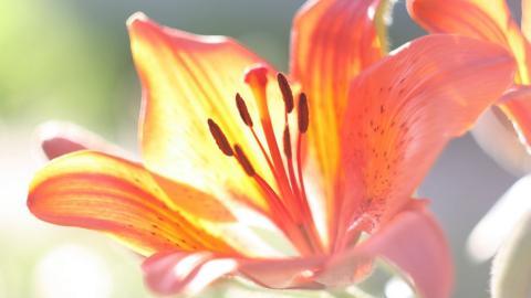 百合花(百年好合)花语图片