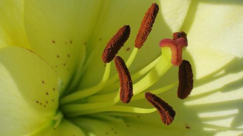 百合花(百年好合)花语图片