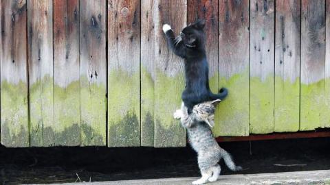 搞怪的小猫图片