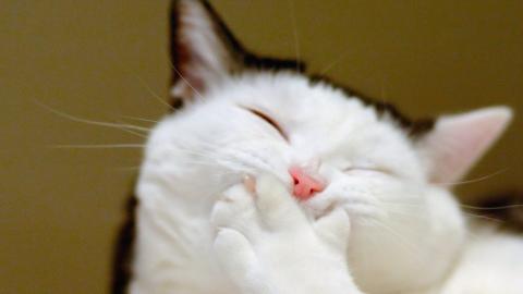 搞怪的小猫图片