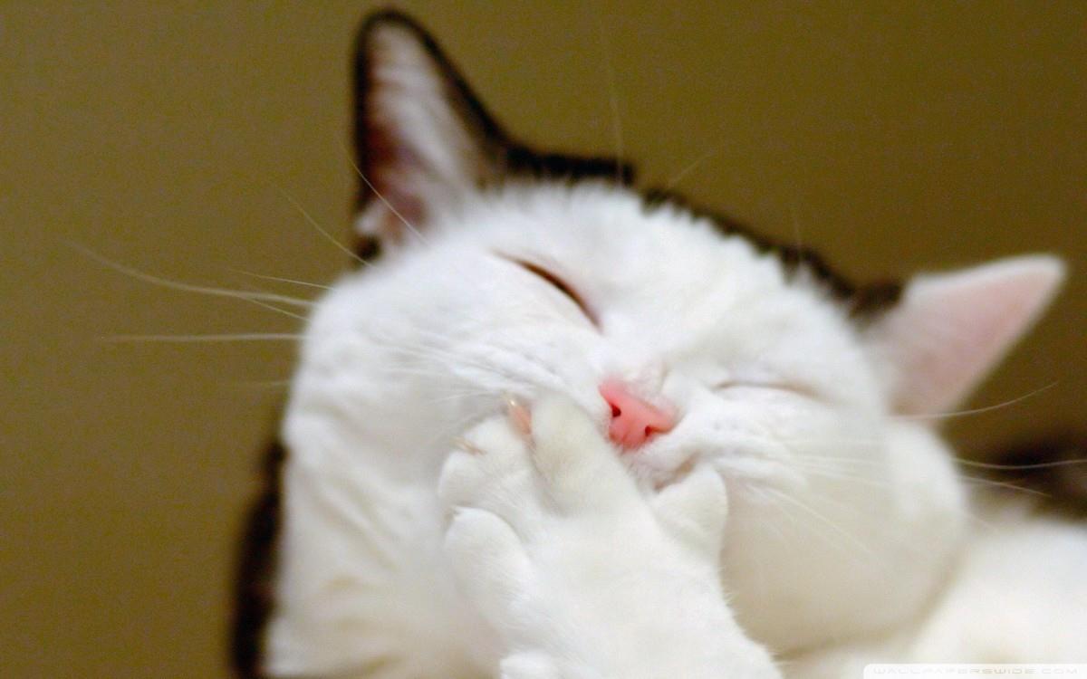 搞怪的小猫图片