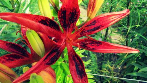 百合花(百年好合)花语图片