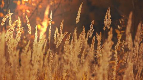 秋季美丽风景图片