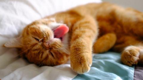 搞怪的小猫图片