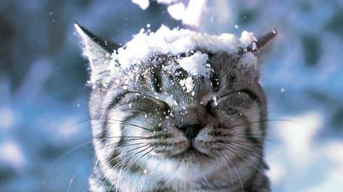 搞怪的小猫图片